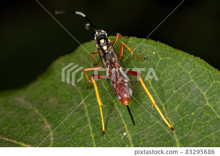 Adult Ichneumonid Wasp Adult Ichneumonid Wasp 83295686
