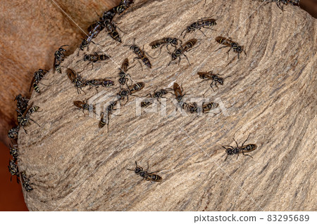 Adult Long-waisted Honey Wasps Adult Long-waisted Honey Wasps 83295689