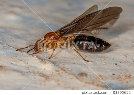 Adult Female Winged Cocktail Queen Ant 83295693