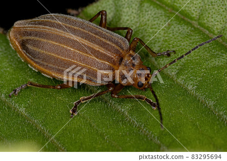 Adult Small Flea Beetle 83295694