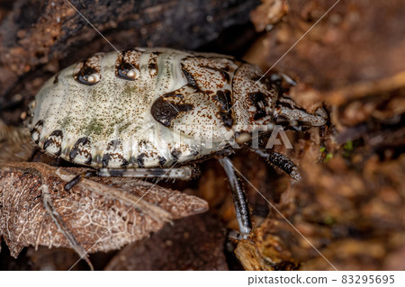 Stink bug Nymph 83295695