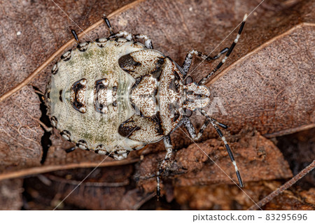 Stink bug Nymph 83295696