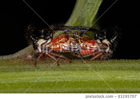 Adult Treehopper Insect Adult Treehopper Insect 83295707