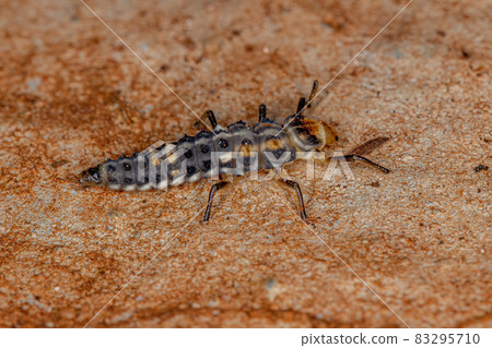 Black-spotted Lady Beetle Larva 83295710