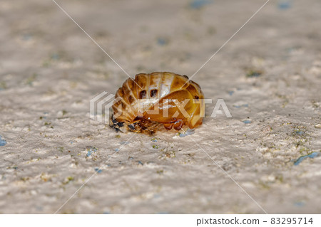 Black-spotted Lady Beetle Pupa 83295714
