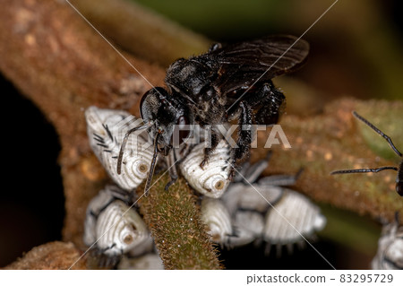 Adult Stingless Bee interacting with Typical Treehoppers Nymphs 83295729