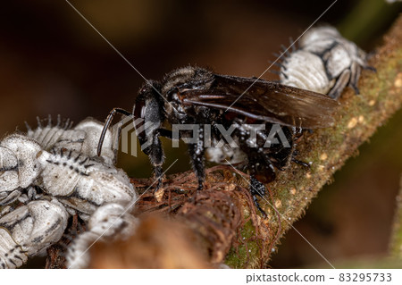 Adult Stingless Bee interacting with Typical Treehoppers Nymphs 83295733