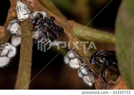 Adult Stingless Bee interacting with Typical Treehoppers Nymphs 83295735
