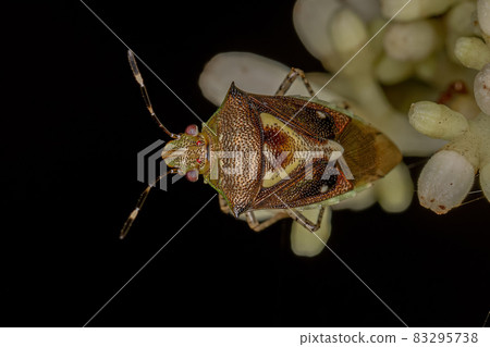 Adult Stink Bug Adult Stink Bug 83295738
