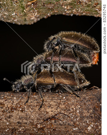 Adult Long-jointed Beetles 83295748