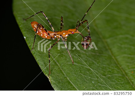 Assassin Bug Nymph preying on a Ant 83295750