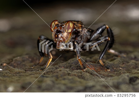 Adult Acalyptrate Fly 83295756