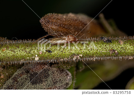 Adult Pentatomomorph Bug 83295758