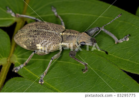 Adult Broad-nosed Weevil 83295775
