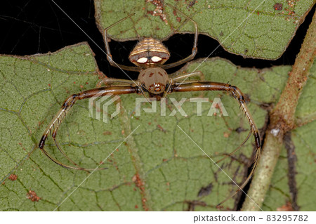 Adult Female Pirate Spider 83295782