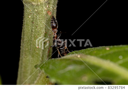 Adult Female Twig Ant Adult Female Twig Ant 83295784