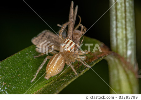Female Adult Jumping Spider 83295799
