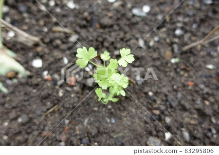 假名 假名 83295806