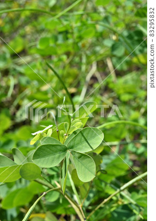 Plant: Sicklepod, Leguminosae 83295832