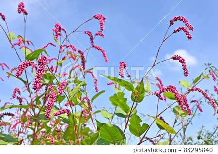 植物 Persicaria orientalis，蓼科 83295840