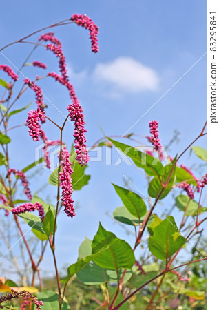 植物 Persicaria orientalis,蓼科 植物 Persicaria orientalis,蓼科 83295841