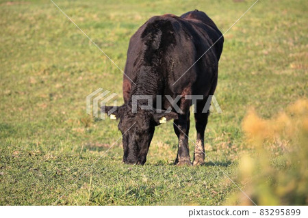Ranch scenery, Japanese beef Ranch scenery, Japanese beef 83295899