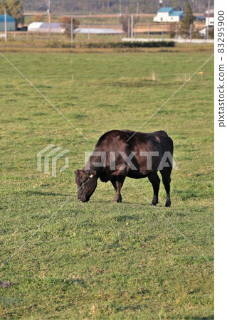 Ranch scenery, Japanese beef Ranch scenery, Japanese beef 83295900