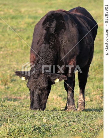 Ranch scenery, Japanese beef Ranch scenery, Japanese beef 83295901