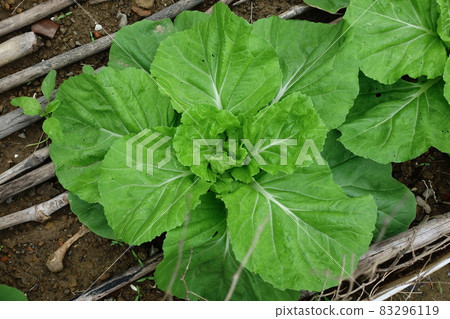 Baoxinbai Baoxinbai 83296119