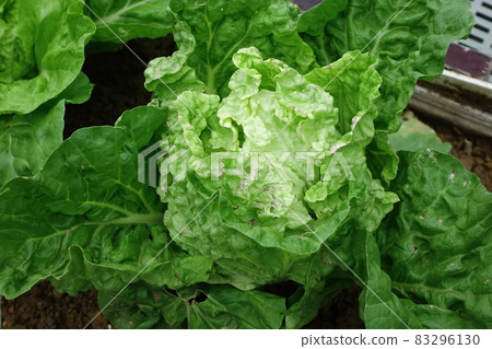 Cabbage Cabbage 83296130