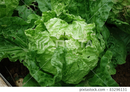 包心白菜 包心白菜 83296131