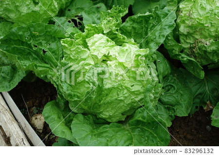 Cabbage Cabbage 83296132