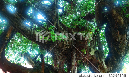 Banyan tree of Sosui Ontake 83296136