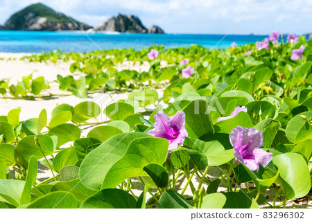 Okinawa Kerama Gunbai Hirugao Blooming Aharen Beach Okinawa Kerama Gunbai Hirugao Blooming Aharen Beach 83296302
