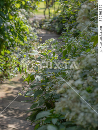 清爽白蛇根草 83296322