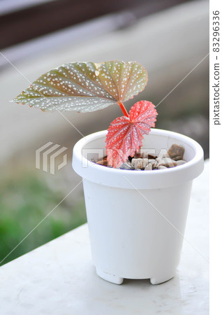 Begonia or Begonia maculata ,Begonia Maculata Wightii 83296336