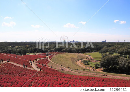 Autumn leaves of Kokia Autumn leaves of Kokia 83296481