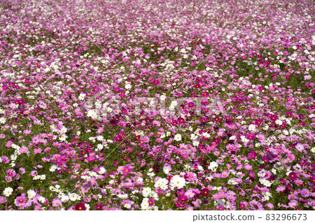 波斯菊花在一邊 波斯菊花在一邊 83296673