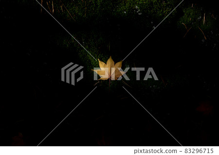 [Biei-cho, Hokkaido] Autumn leaves of maple autumn October 83296715