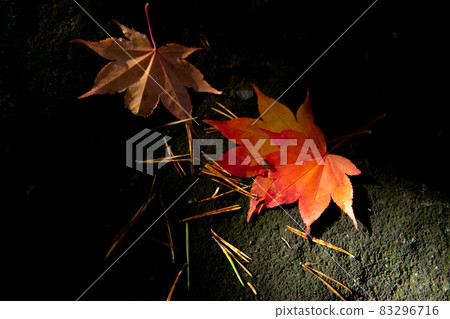 [Biei-cho, Hokkaido] Autumn leaves of maple autumn October 83296716