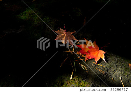 [Biei-cho, Hokkaido] Autumn leaves of maple autumn October 83296717