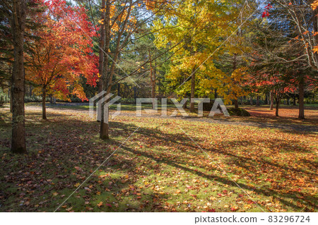 [Biei-cho, Hokkaido] Blue sky, sun and beautiful autumn leaves Autumn October 83296724