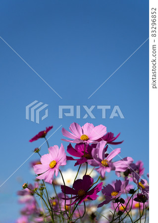 Close-up of cosmos in full bloom and copy space in the blue sky 83296852