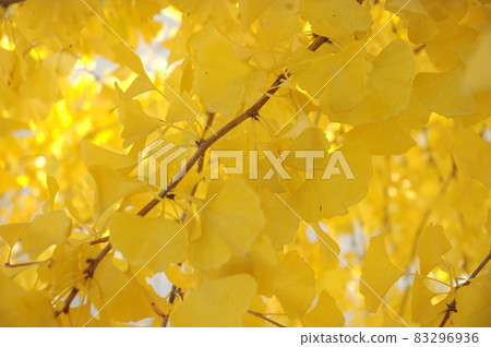 autumn, autumnal, fall 83296936