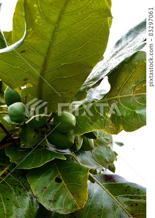 沖繩縣宮古島，印度杏仁果（quadisa）樹 83297061