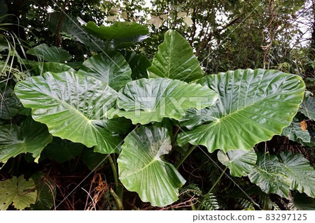 Miyakojima, Okinawa Prefecture Alocasia forest Miyakojima, Okinawa Prefecture Alocasia forest 83297125