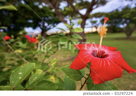 Miyakojima, Okinawa Prefecture Bright morning hibiscus Miyakojima, Okinawa Prefecture Bright morning hibiscus 83297224