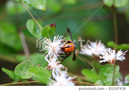 大虎頭蜂 83297436