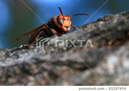 Hornet 83297454