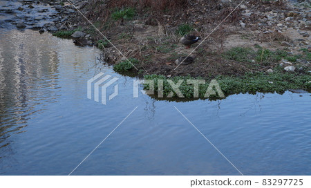 birds in the stream 83297725